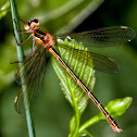 Emerald Damselfly