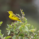Golden Pipit