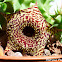 Huernia sp.