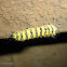 Moth Caterpillar
