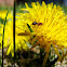 Fire Ant