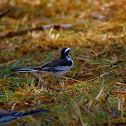 African Pied Wagtail