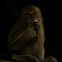 Macaco cinomolgo