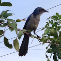 Florida Scrub Jay