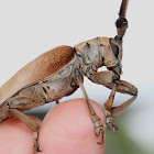 beetle