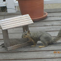 Fox Squirrel