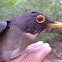 White throated thrush