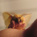 Rosy Maple Moth