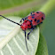 Red Milkweed Beetle