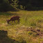 Black-tailed Deer