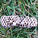 Wasp nest