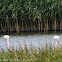 Greater Flamingo; Flamenco