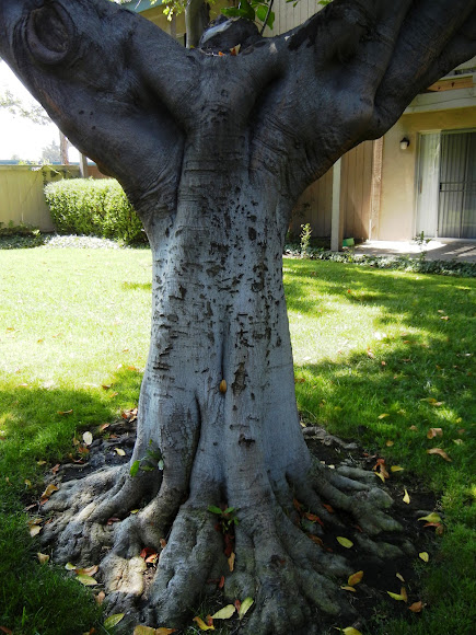 Spotting Image 1