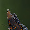 Red-Spotted Purple