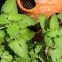 Catnip