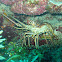 Caribbean Spiny Lobster