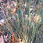 Rush grass