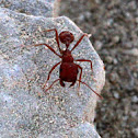 California Harvester Ant