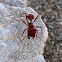 California Harvester Ant