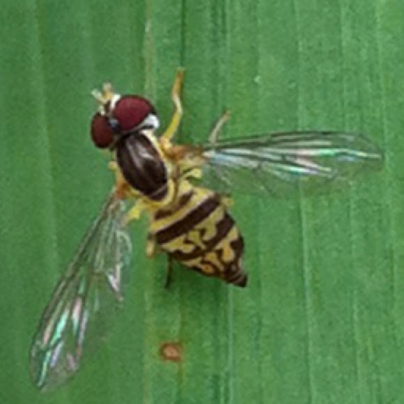 Spotting Image 1