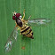 Hoverfly