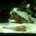 Tub gurnard - gallinella