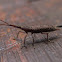 Straight-snouted Weevil