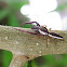 Common Hentz Jumper