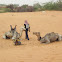 Camel