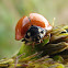 Spotless Ladybird