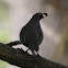 California quail