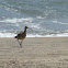 Whimbrel