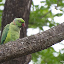 Rose Ringed Parrot