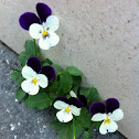 Heartsease (Wildes Stiefmütterchen)