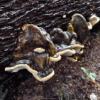 Shelf fungus.