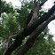 Red Tailed Hawk
