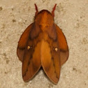 Ptiloscola wellingi