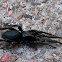 Black House Spider
