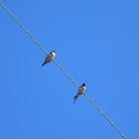 Swallows / Golondrinas