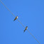 Swallows / Golondrinas