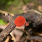 western scarlet cup