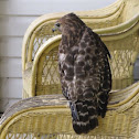 Red Tail Hawk