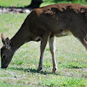 Black-tailed deer