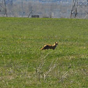 Red Fox