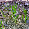 Siberian squill