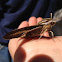 White-lined Sphinx