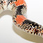 Long Nosed Snake