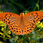 Keizersmantel (Argynnis paphia)