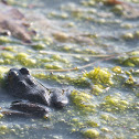 American Bullfrog