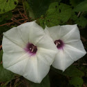 Wild Potato-vine